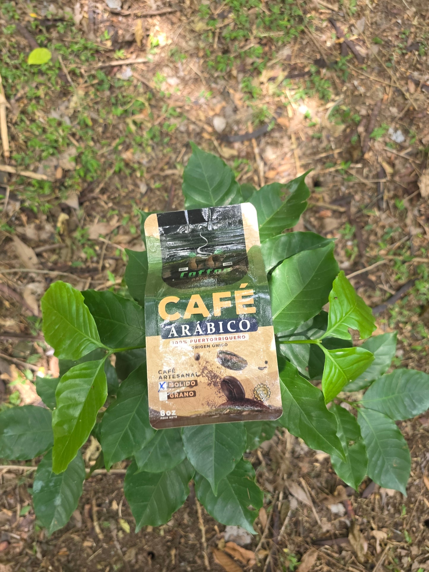 GG Coffee Brew - 8 oz Premium Arabica Coffee, Medium Roast Ground