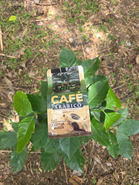 GG Coffee Brew - 8 oz Premium Arabica Coffee, Medium Roast Whole Bean