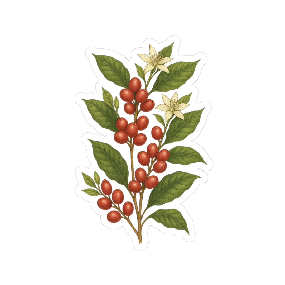 Botanical Coffee Plant Sticker featuring vibrant red berries and green leaves, perfect for coffee lovers' décor.